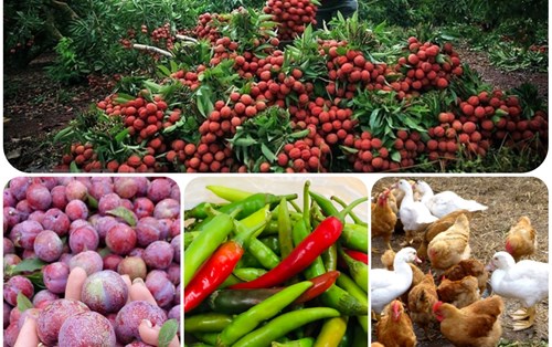 Giảng viên, CBNV Đại học Đông Á hỗ trợ tiêu thụ nông sản, gia cầm cho người dân do ảnh hưởng dịch Covid-19